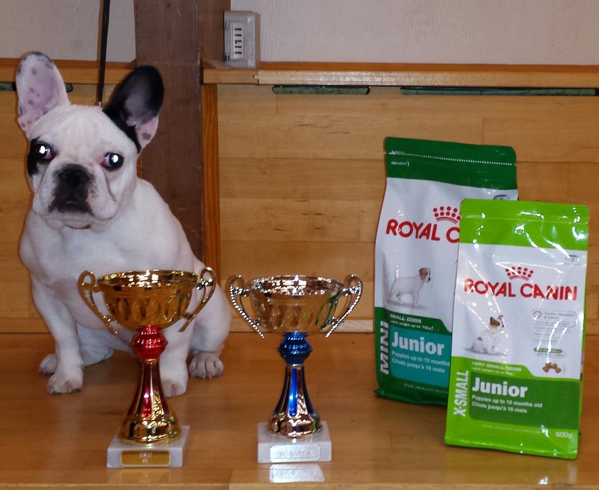Fransk bulldog Amazing Shawn ( Spotty ) - Udstilling d. 22/6-2014 Babyklasse - 1 præmie SL + BIS 4  billede 25