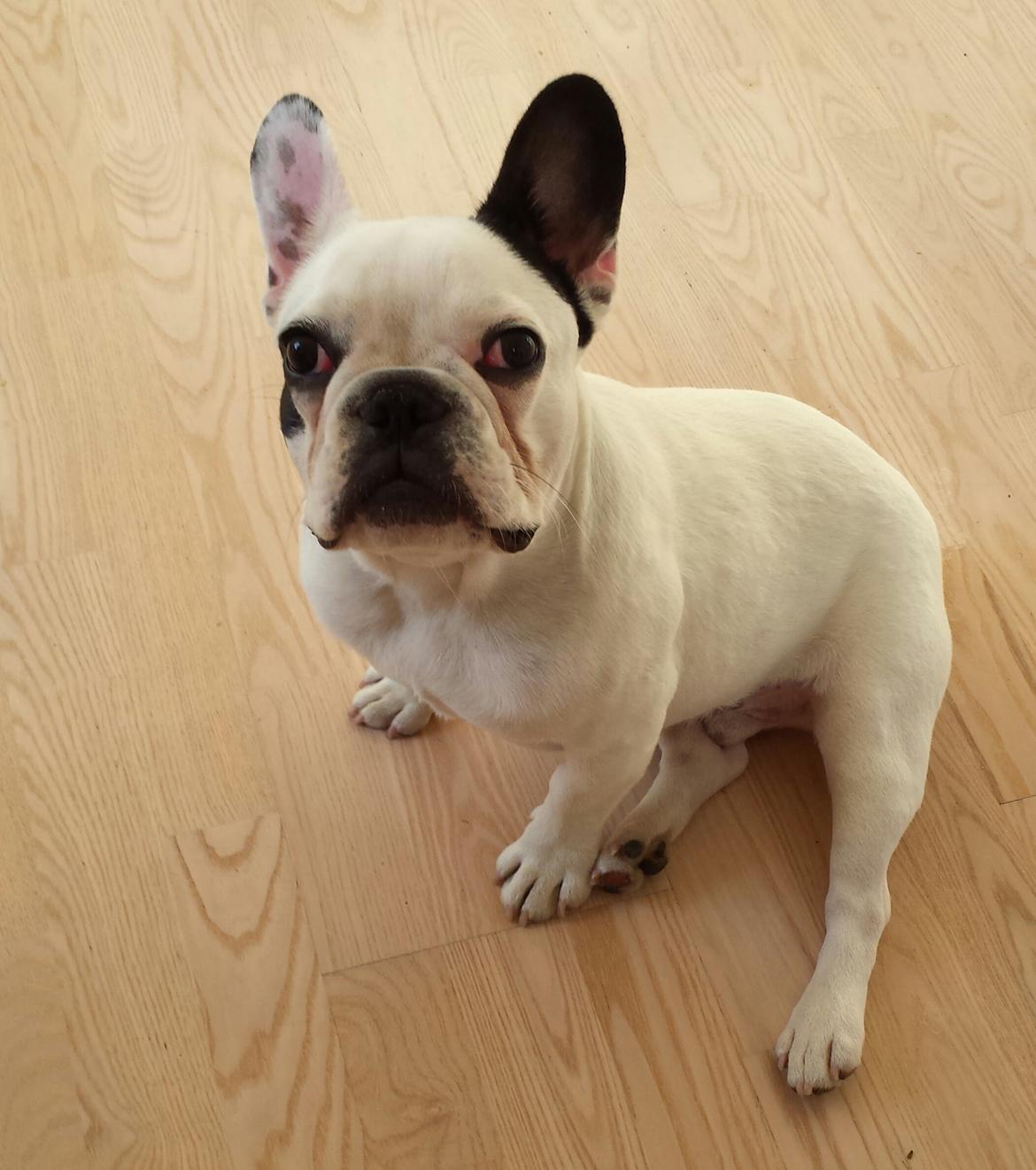 Fransk bulldog Amazing Shawn ( Spotty ) billede 27