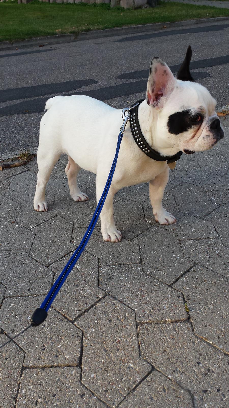 Fransk bulldog Amazing Shawn ( Spotty ) billede 28