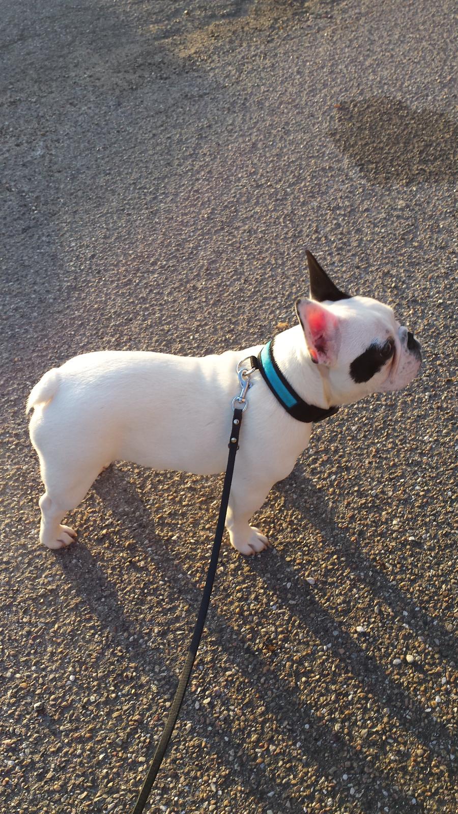 Fransk bulldog Amazing Shawn ( Spotty ) billede 21