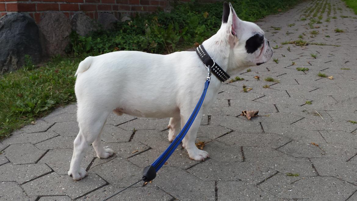 Fransk bulldog Amazing Shawn ( Spotty ) billede 29