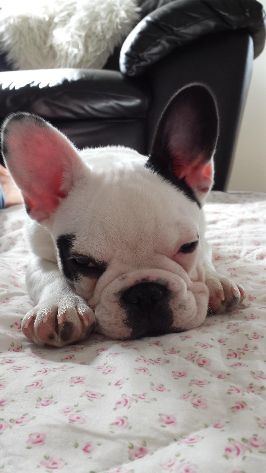 Fransk bulldog Amazing Shawn ( Spotty ) billede 7