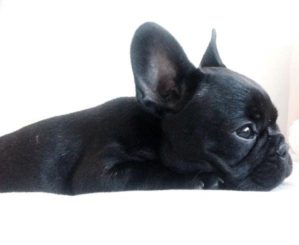 Fransk bulldog Store Linde's Beaumé billede 4