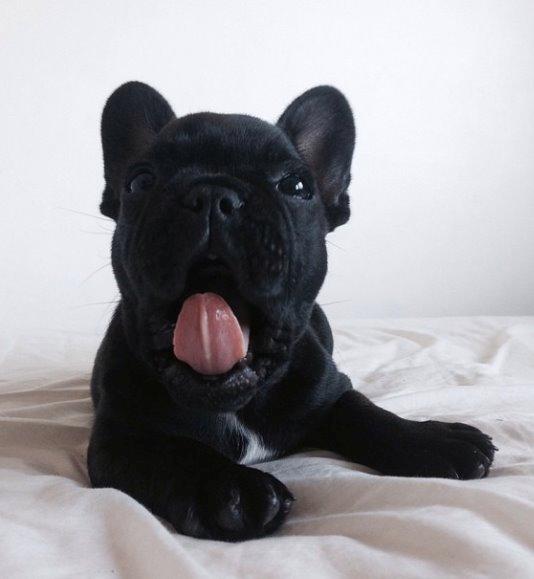 Fransk bulldog Store Linde's Beaumé billede 6