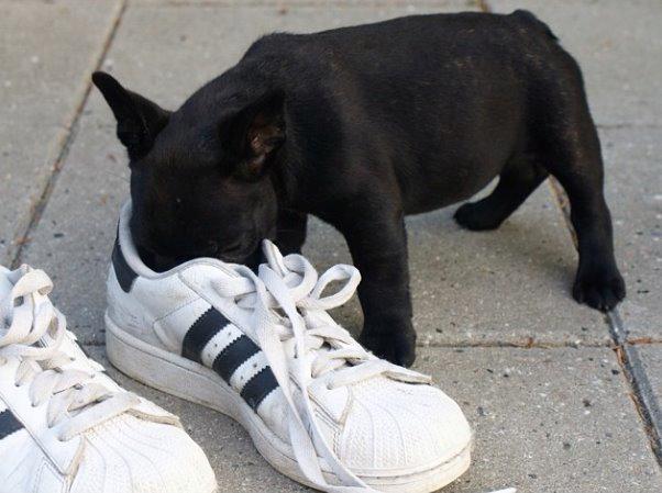 Fransk bulldog Store Linde's Beaumé billede 7