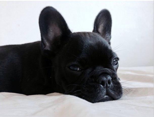 Fransk bulldog Store Linde's Beaumé billede 5