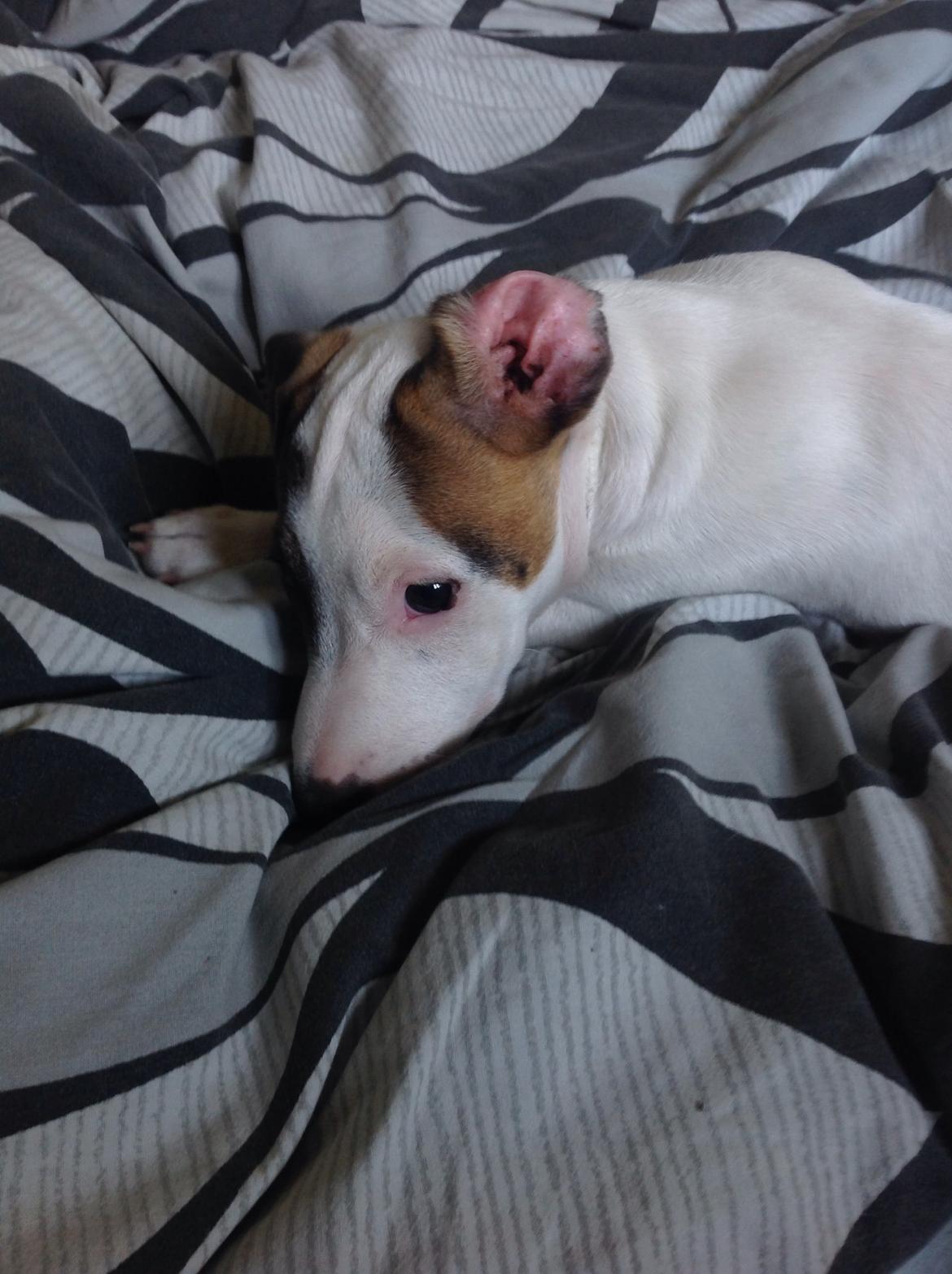 Jack russell terrier Amy billede 32