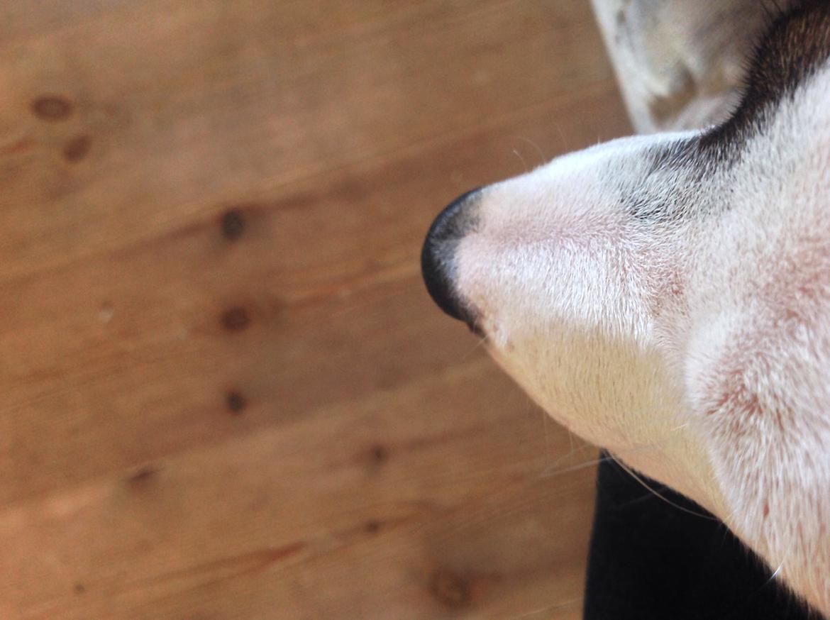 Jack russell terrier Amy billede 33