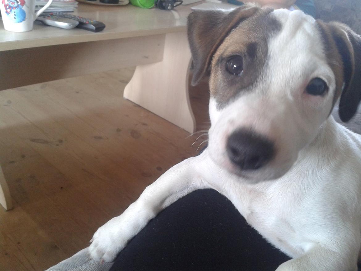 Jack russell terrier Amy billede 34