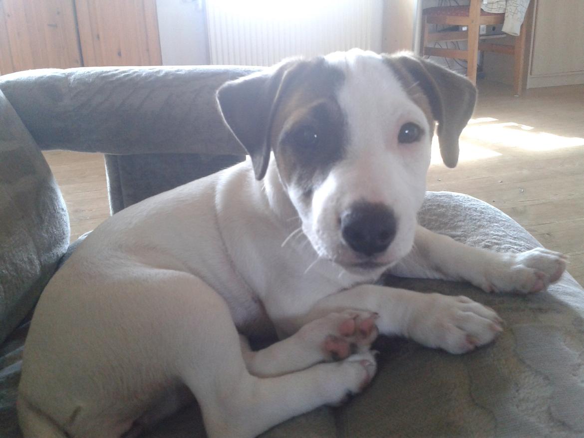 Jack russell terrier Amy billede 35
