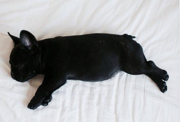 Fransk bulldog Store Linde's Beaumé billede 8