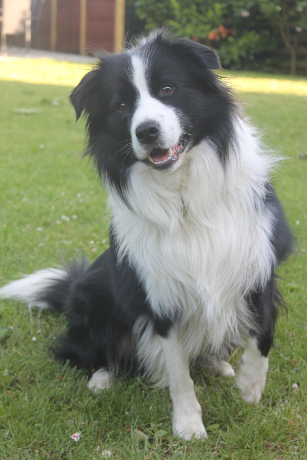 Border collie Ziyan billede 1