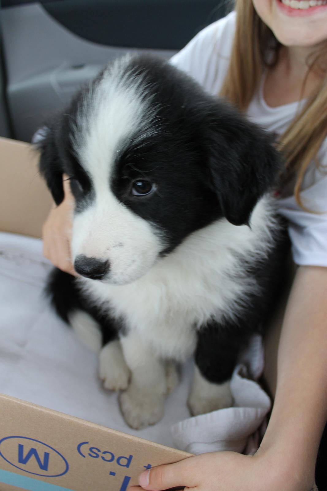 Border collie Ziyan - 6 uger gammel  billede 2