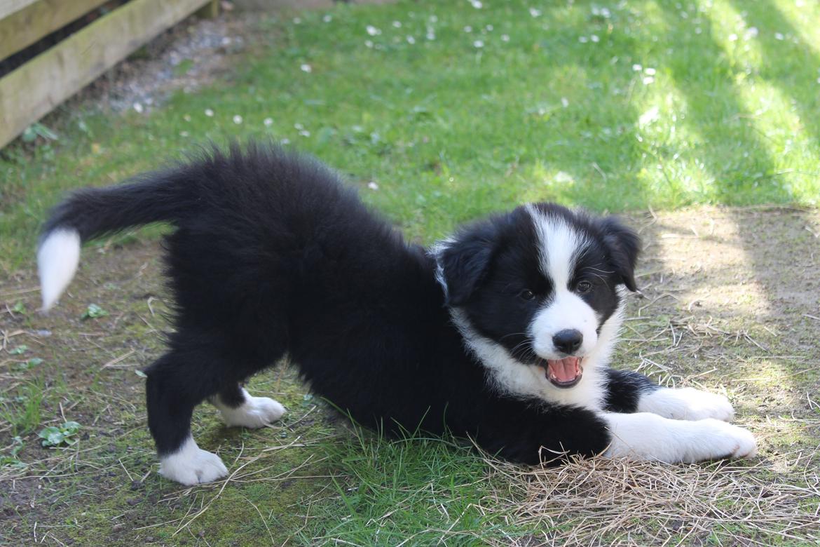 Border collie Ziyan - Første tur i haven   billede 3