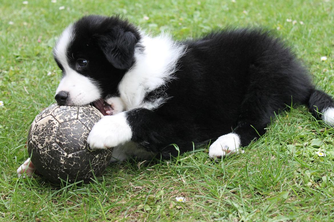Border collie Ziyan billede 4
