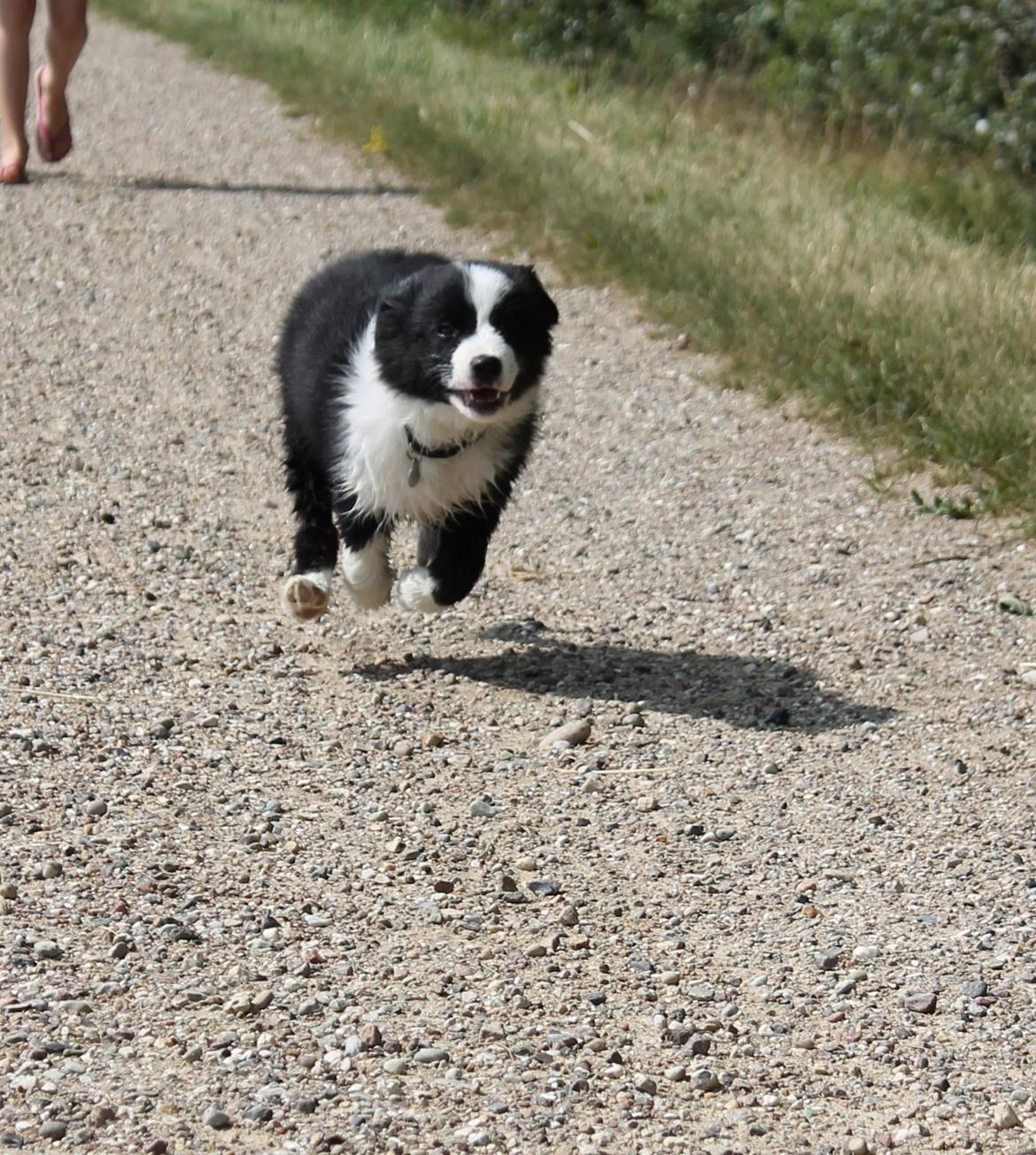 Border collie Ziyan billede 5