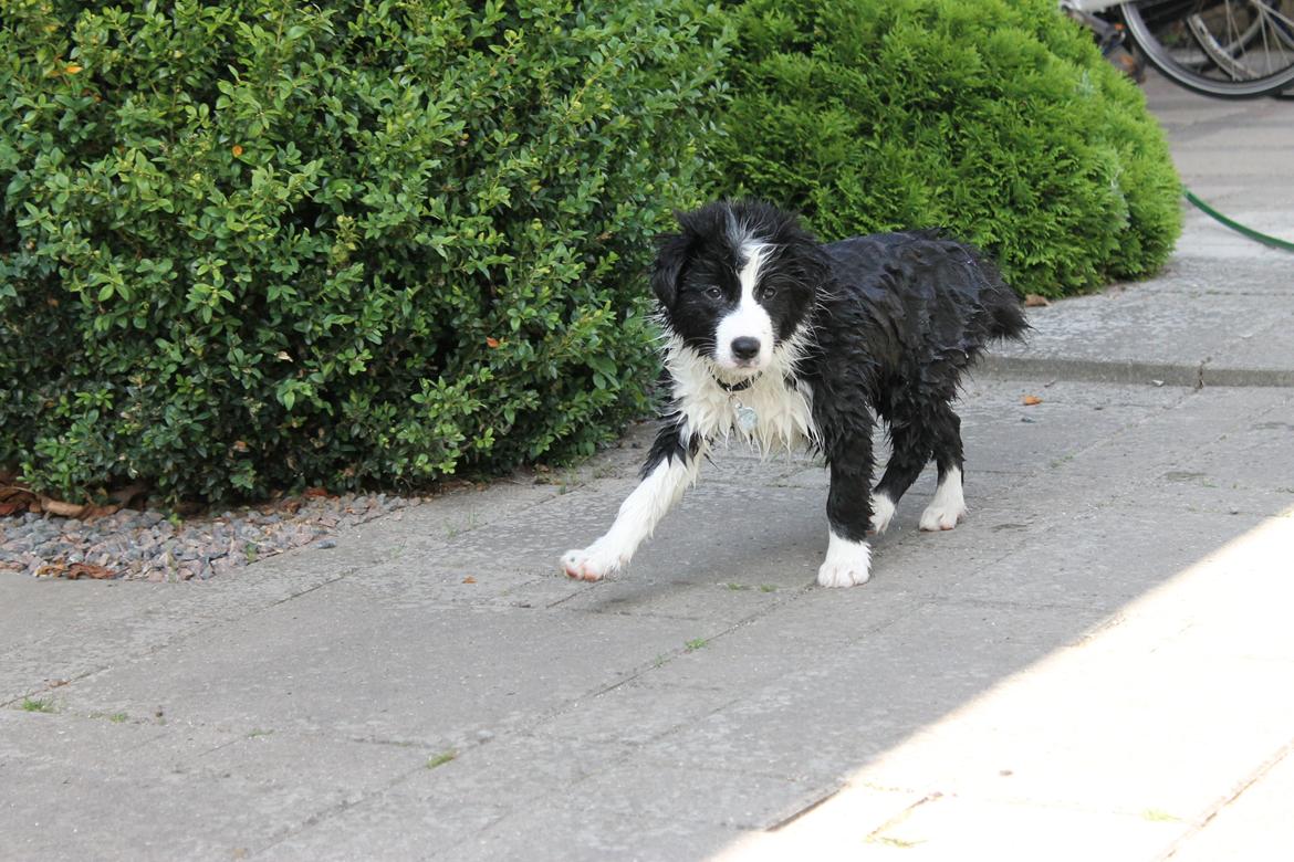 Border collie Ziyan billede 6