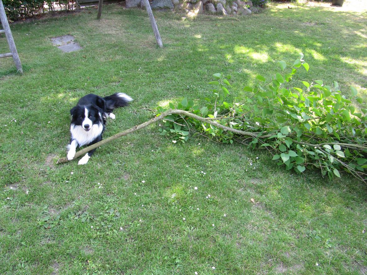 Border collie Ziyan - fandt lige en pind billede 7