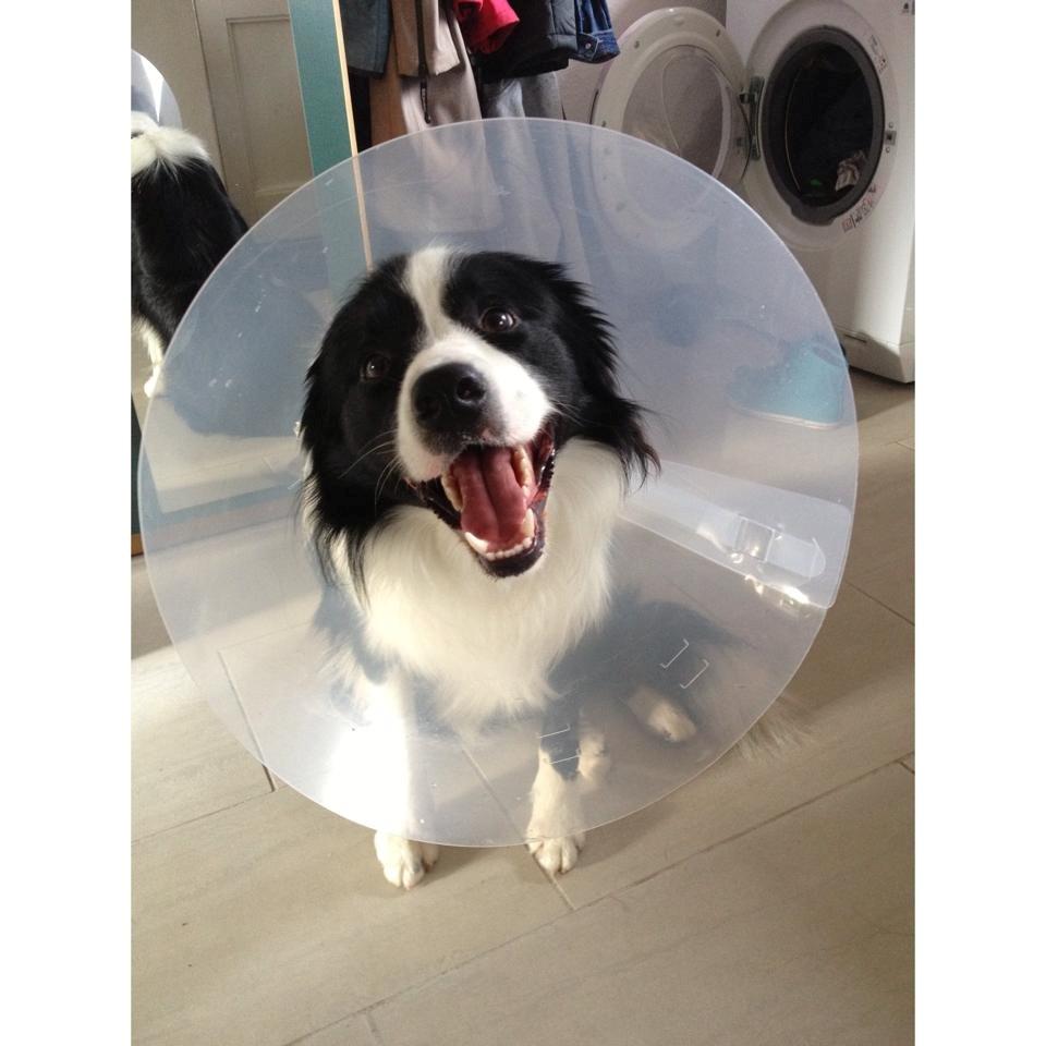 Border collie Ziyan billede 8