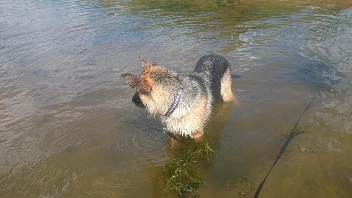 Schæferhund Team Paka's Rasta billede 5