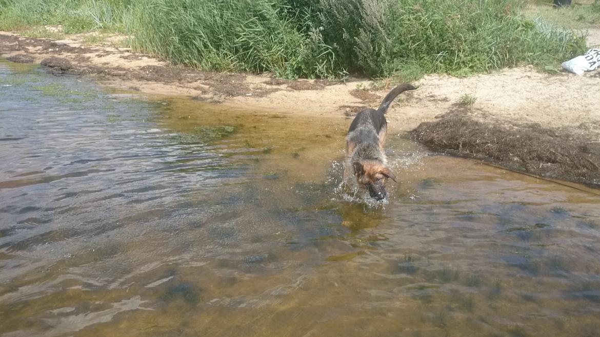 Schæferhund Team Paka's Rasta billede 7