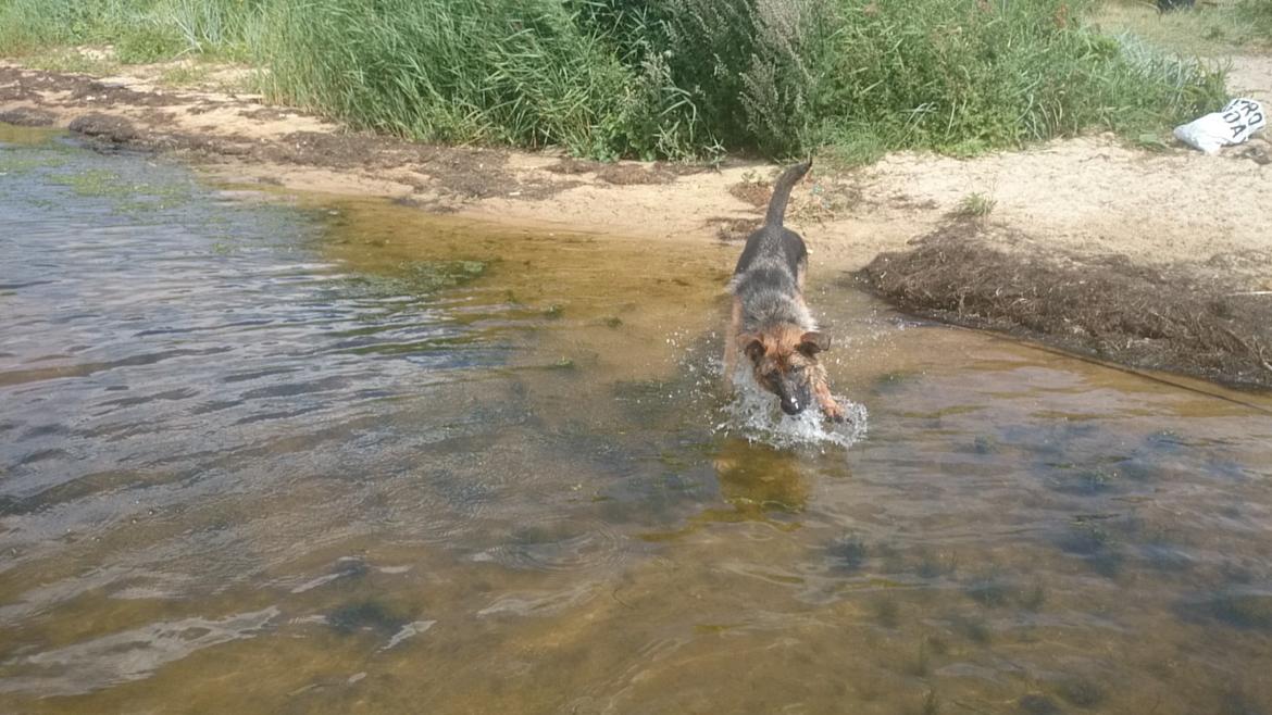 Schæferhund Team Paka's Rasta billede 8