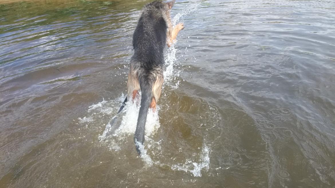 Schæferhund Team Paka's Rasta billede 9