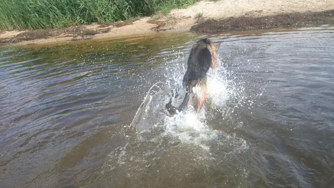 Schæferhund Team Paka's Rasta billede 10