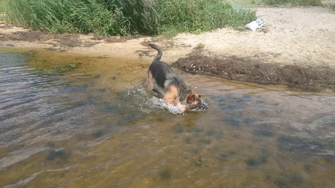 Schæferhund Team Paka's Rasta billede 12