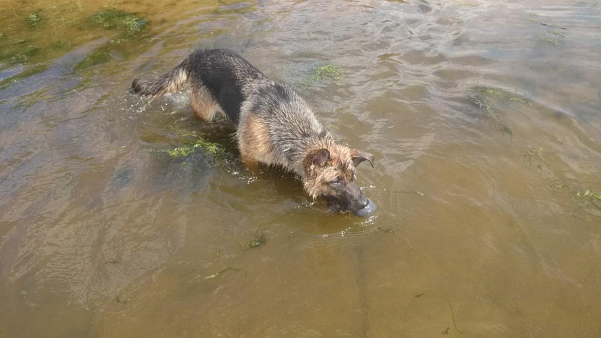 Schæferhund Team Paka's Rasta billede 13