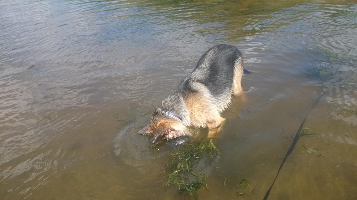 Schæferhund Team Paka's Rasta billede 14