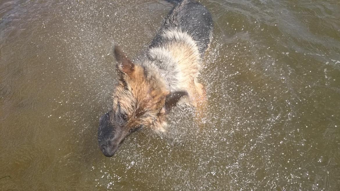 Schæferhund Team Paka's Rasta billede 6