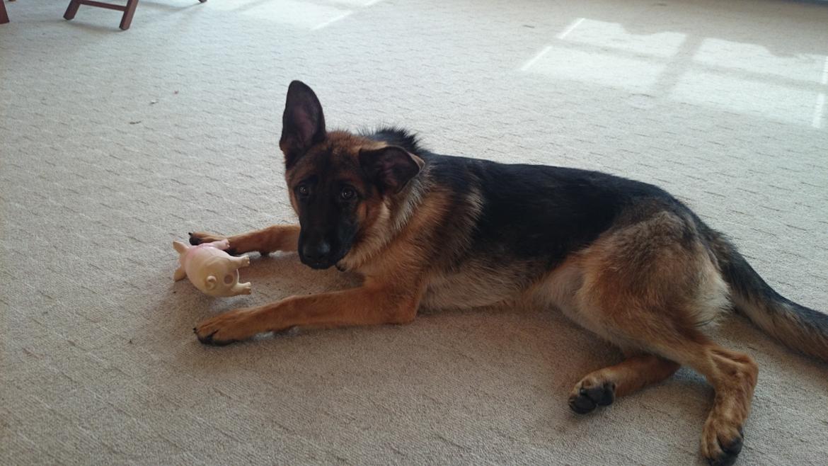 Schæferhund Team Paka's Rasta billede 17