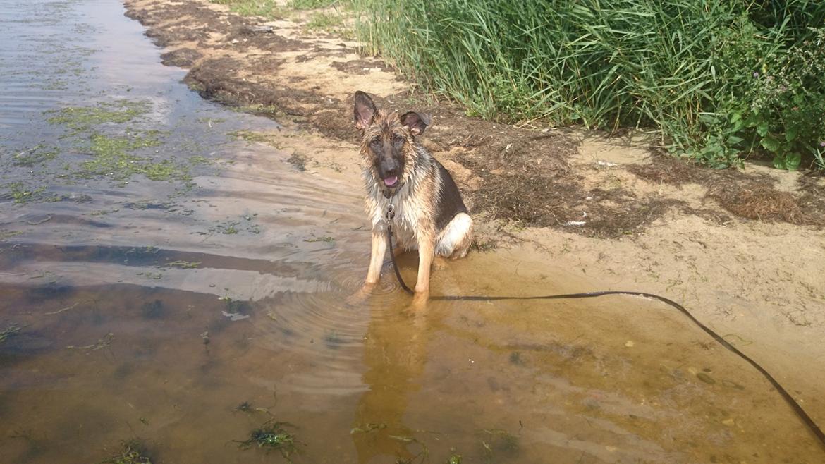 Schæferhund Team Paka's Rasta billede 11