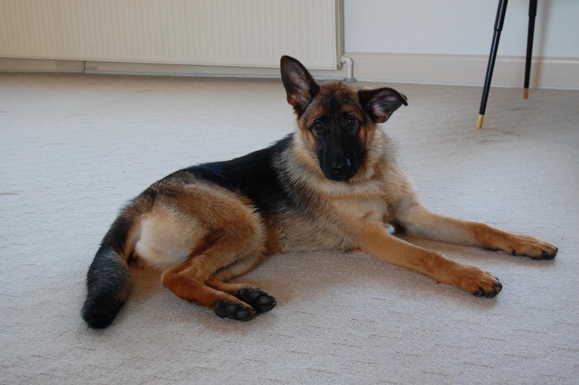 Schæferhund Team Paka's Rasta billede 18