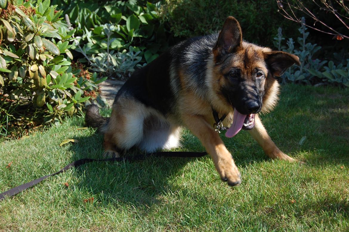 Schæferhund Team Paka's Rasta billede 4