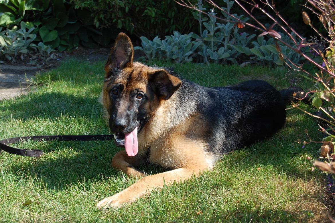 Schæferhund Team Paka's Rasta billede 3