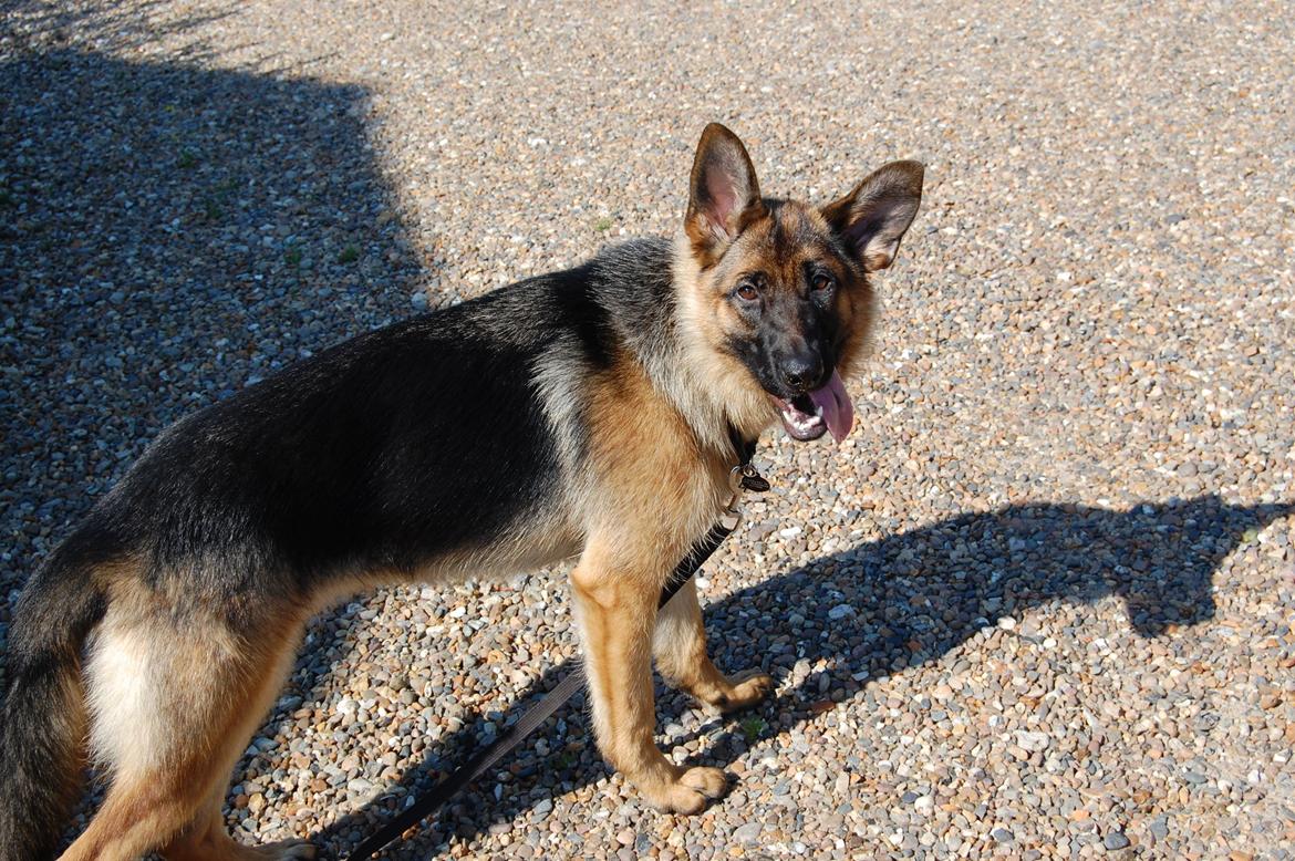 Schæferhund Team Paka's Rasta billede 19