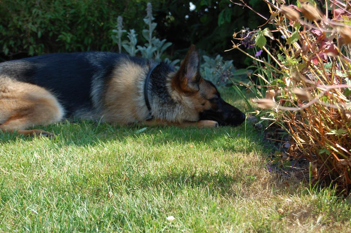 Schæferhund Team Paka's Rasta billede 21