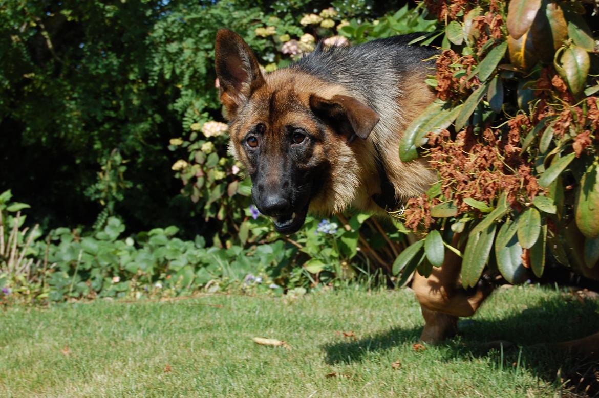 Schæferhund Team Paka's Rasta billede 2