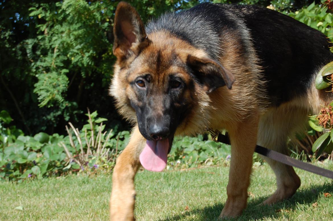Schæferhund Team Paka's Rasta billede 1