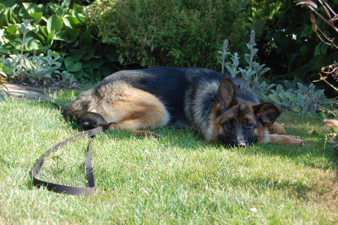 Schæferhund Team Paka's Rasta billede 20
