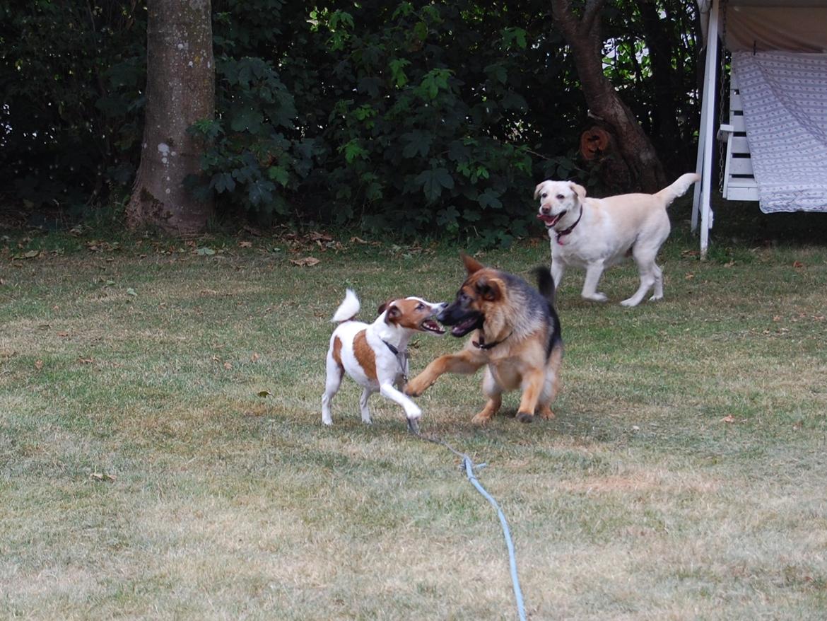 Schæferhund Team Paka's Rasta billede 23