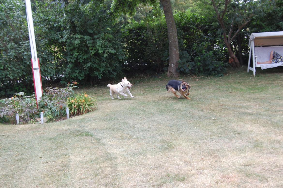 Schæferhund Team Paka's Rasta billede 24