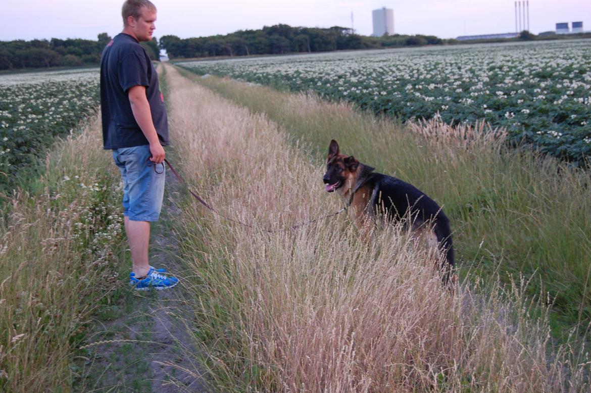 Schæferhund Team Paka's Rasta billede 22