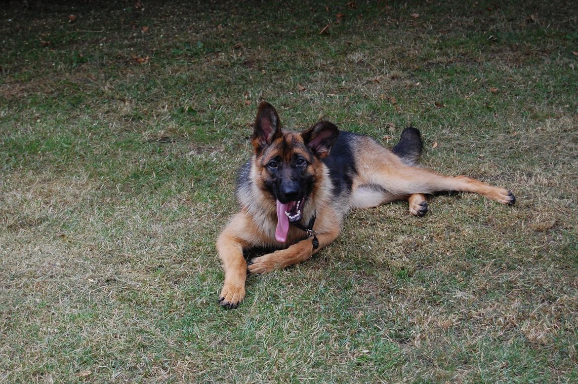 Schæferhund Team Paka's Rasta billede 25
