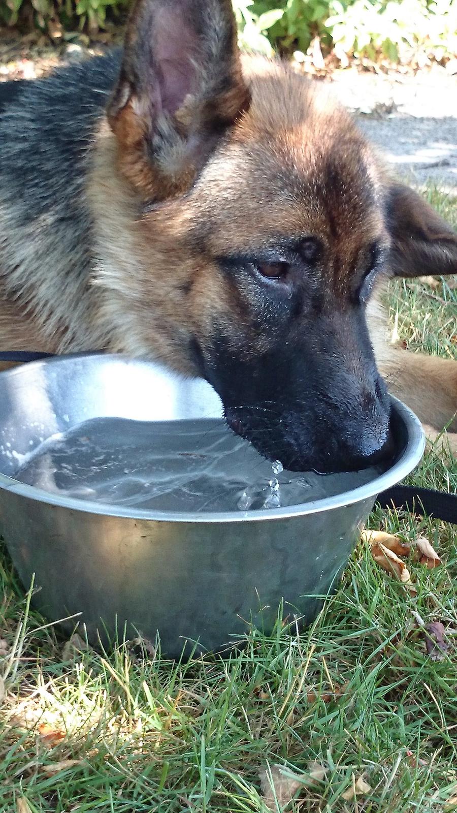 Schæferhund Team Paka's Rasta billede 15