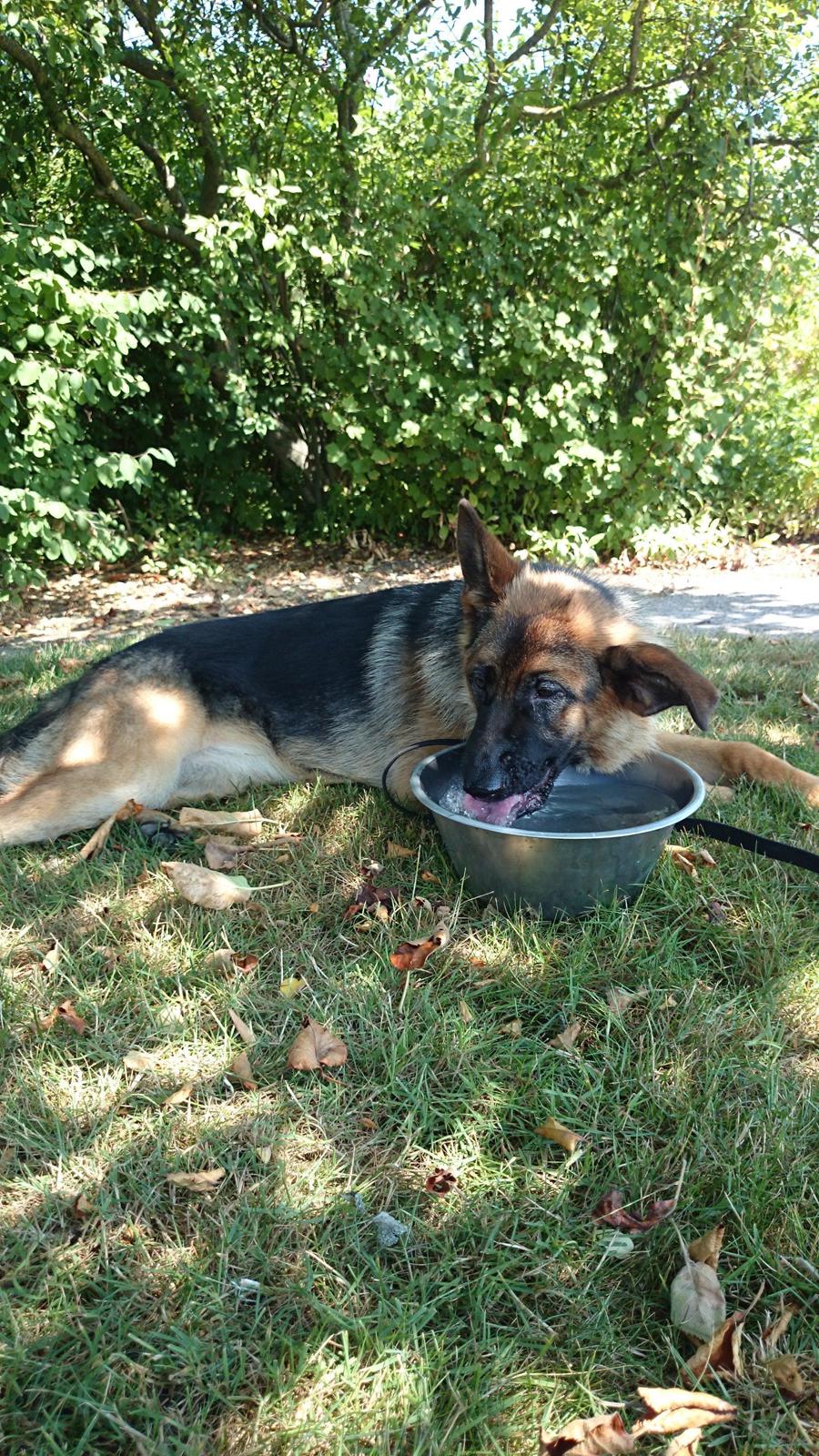Schæferhund Team Paka's Rasta billede 16