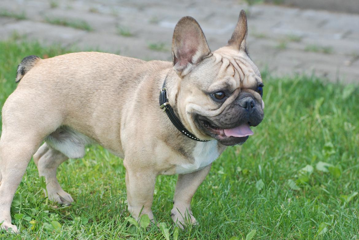 Fransk bulldog Manse - Manse 1 år og 2 mdr. gammel. billede 1