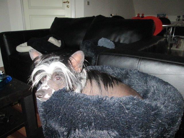 Chinese crested hårløs Kiki billede 31